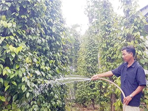 Quảng Nam: Mô hình sản xuất giống và trồng tiêu Tiên Phước theo hướng bền vững